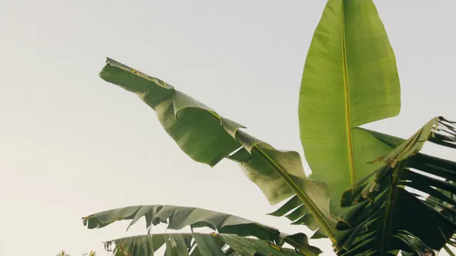 Ilustrasi Daun Pisang/Photo by Studio Kealaula on Unsplash
