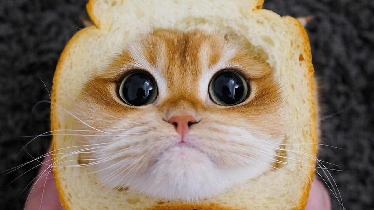 7 Potret Menggemaskan Pisco, Kucing yang Mirip Puss in Boots