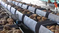 PLN Sulap Limbah Sawit Jadi Sumber Energi Listrik