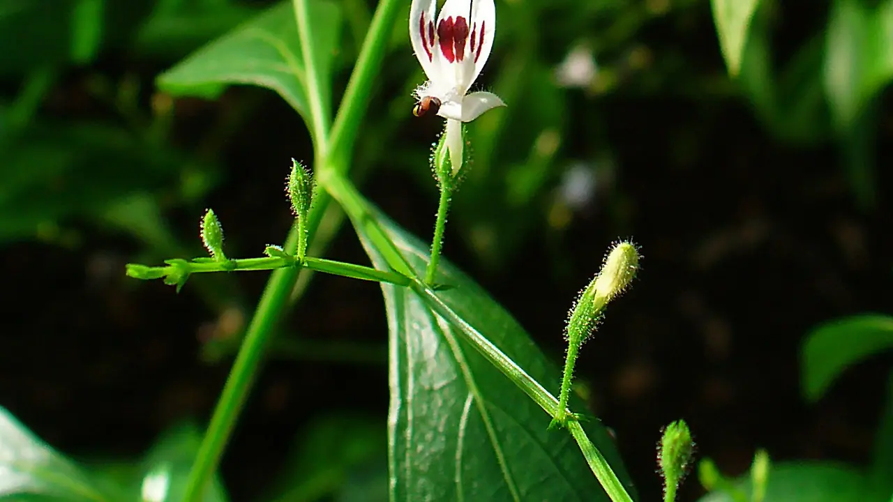 Daun Sambiloto