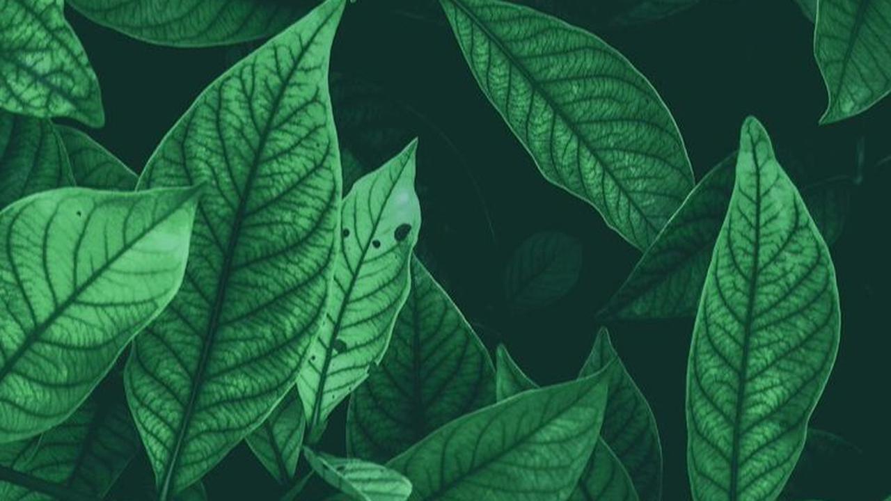 Macam-Macam Daun dan Contohnya, Kenali Karakteristiknya