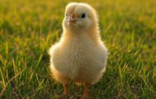 Aneh tapi Nyata, Pria ini Tewas Gara-gara Telan Anak Ayam Hidup-hidup, Begini Tujuannya