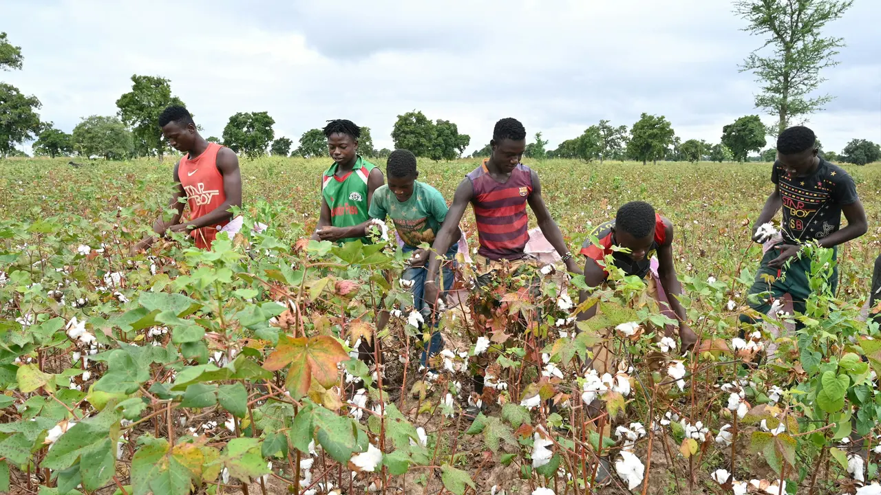 FOTO: Potret Petani Kapas Burkina Faso