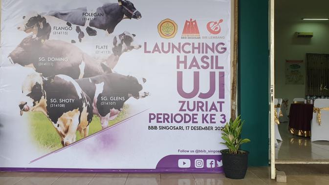 Launching Pejantan Unggul Hasil Uji Zuriat Sapi Perah Nasional di Balai Besar Inseminasi Buatan Singosari, Malang, Jawa Timur, Kamis (17/12)