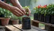 Cara Menanam Cabai di Polybag untuk Pemula agar Cepat Panen dan Berbuah Lebat