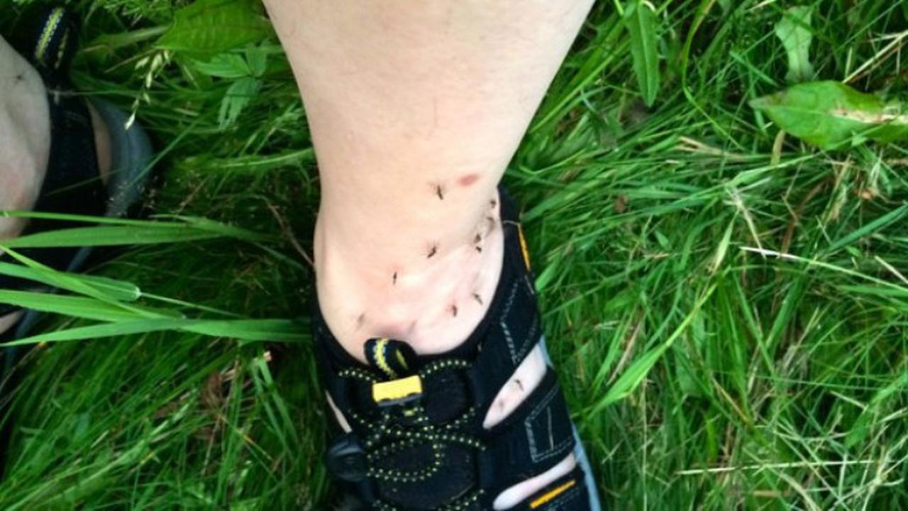 Ini Alasan Anda Digigit Nyamuk Lebih Sering Dibanding Orang Lain