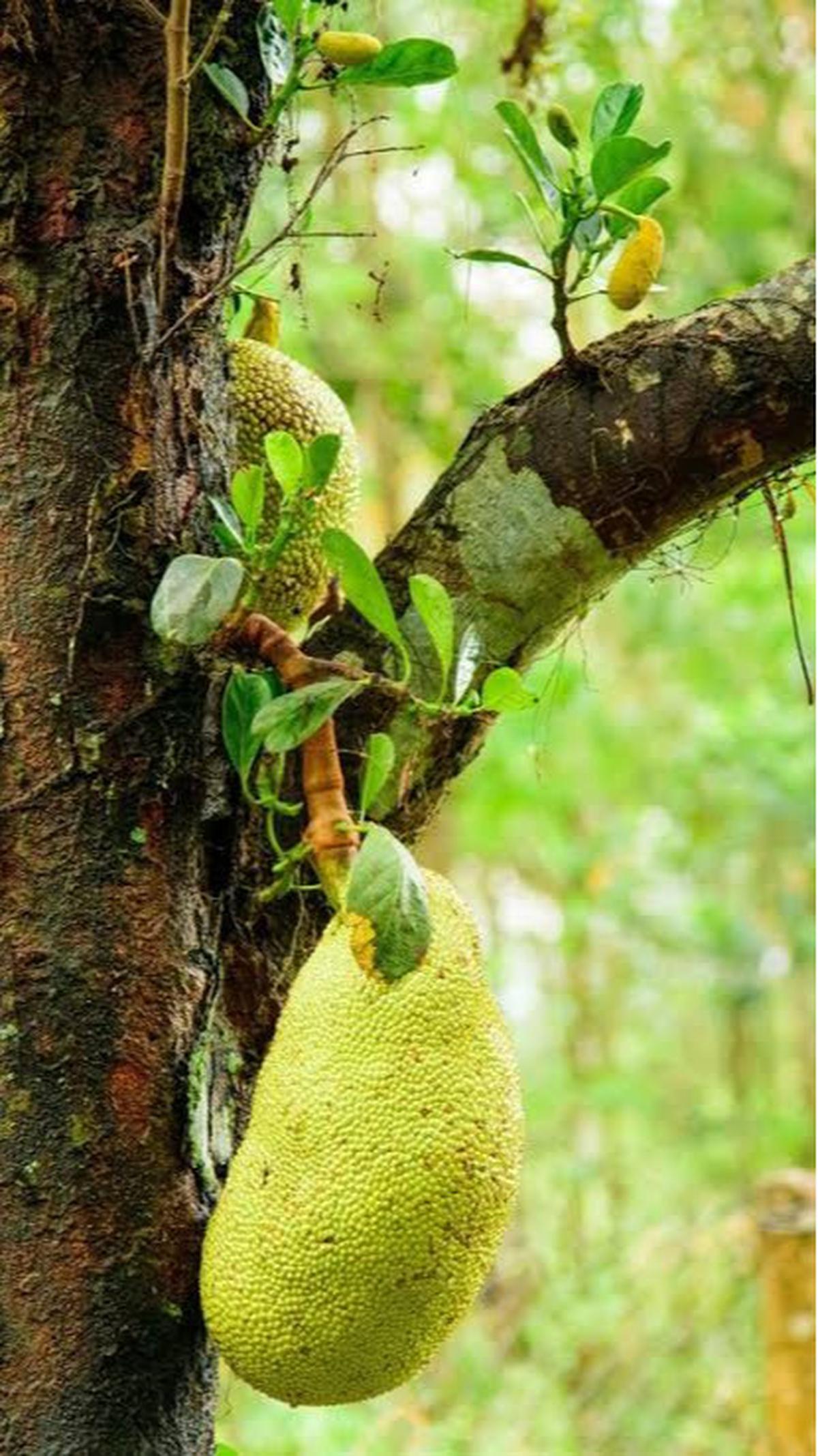 buah nangka