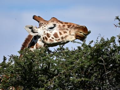 Download 7700 Gambar Hewan Jerapa Paling Bagus Gratis HD