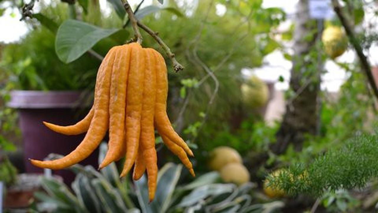 Ini Buddha's Hand, sitrus eksotis yang lebih bernutrisi dari jeruk
