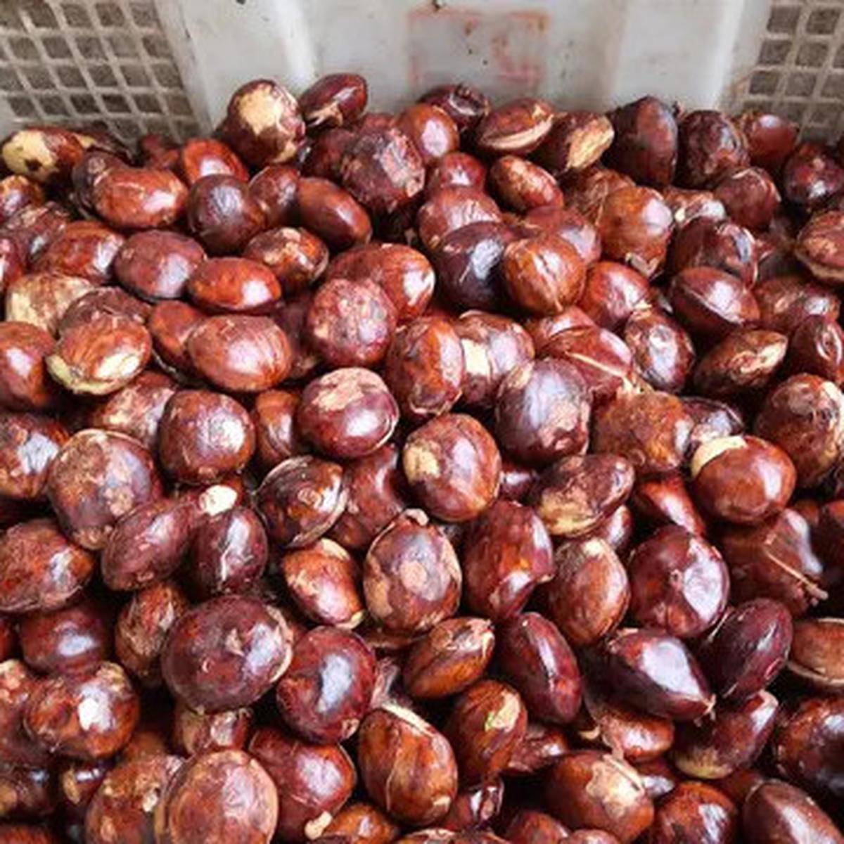 Cara Efektif Mengempukkan Jengkol Tanpa Ribet dan Bebas Bau