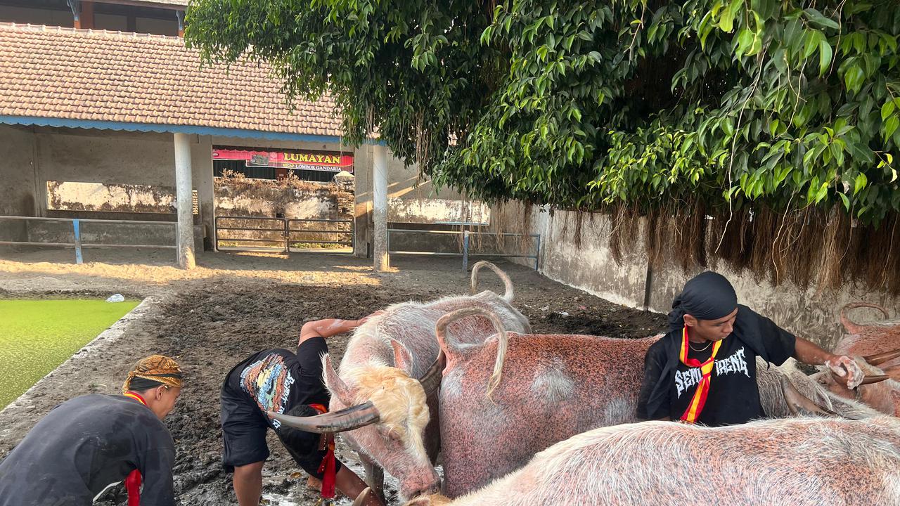 Karaton Surakarta Pastikan Kirab Pusaka Malam 1 Suro Digelar Sesuai Pakem, Kebo Bule Kiai Slamet Pimpin Prosesi