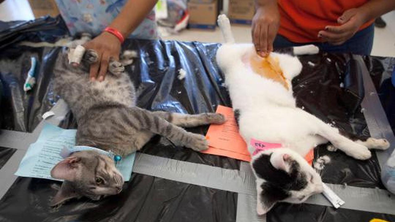 Ribuan kucing &amp; anjing diberi vaksin rabies