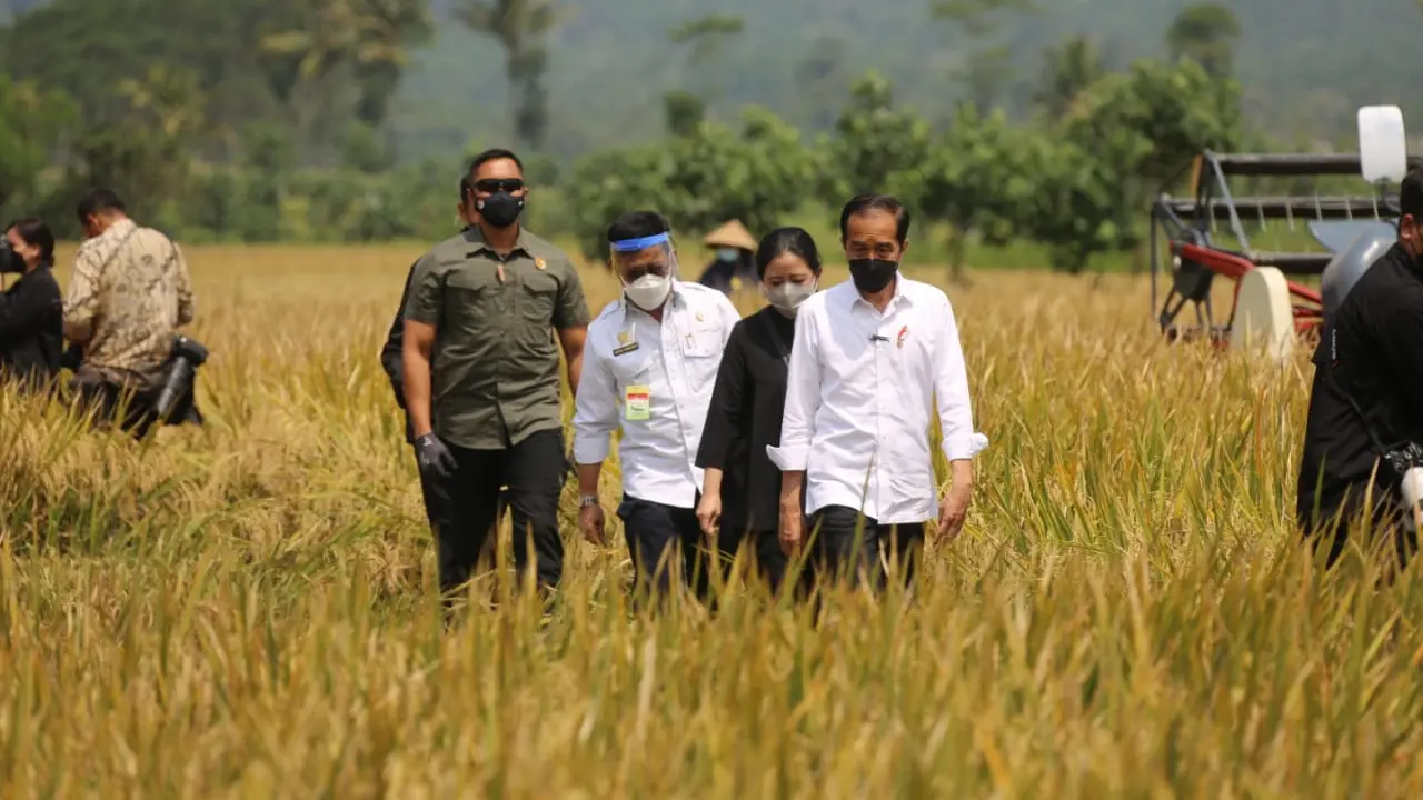 Tinjau Panen di Malang, Presiden Jokowi Buktikan Produksi Padi Memuaskan