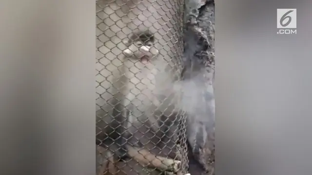 Beredar video yang menunjukkan aksi tak terpuji seorang pria saat berkunjung ke Batu Secret Zoo, Malang. Pria tersebut meniupkan asap rokok elektrik (vape) pada seekor primata.