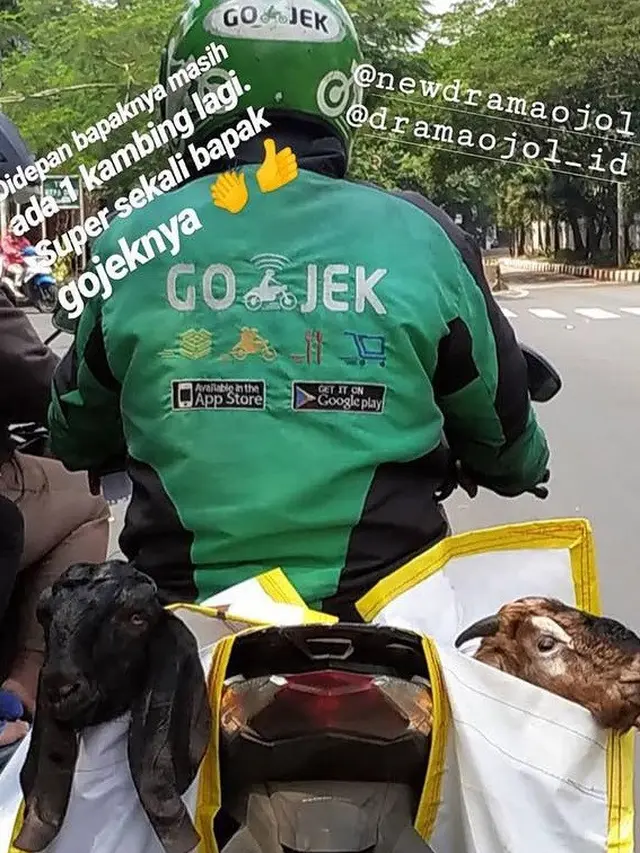 6 Potret Driver Ojek Online Antar Pesanan Kambing Kurban, Totalitas Banget