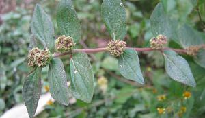 Ilustrasi Patikan Kebo. (Foto: Krish Dulal/Wikimedia Commons)