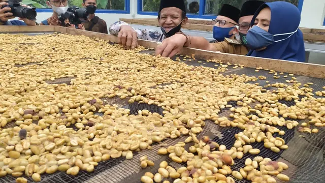 Rose Beans kopi Arabika Cigalontang, Tasikmalaya, Jawa Barat tengah mengalami proses pengeringan.