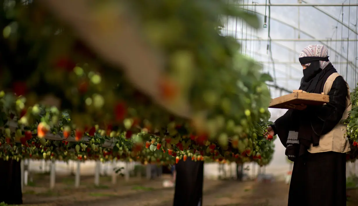 Seorang pekerja wanita Palestina memetik stroberi di sebuah kebun stroberi di kota Beit Lahiya, Jalur Gaza Utara (15/1). Sejumlah pekerja wanita di kebun ini dipekerjakan oleh UNRWA.  (AP Photo/Khalil Hamra)