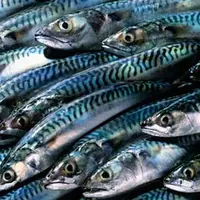 Ikan Makarel Spanyol (Sumber: The Guardian)