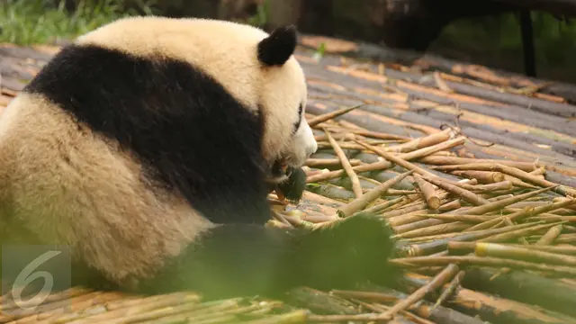 20150825-Panda-China