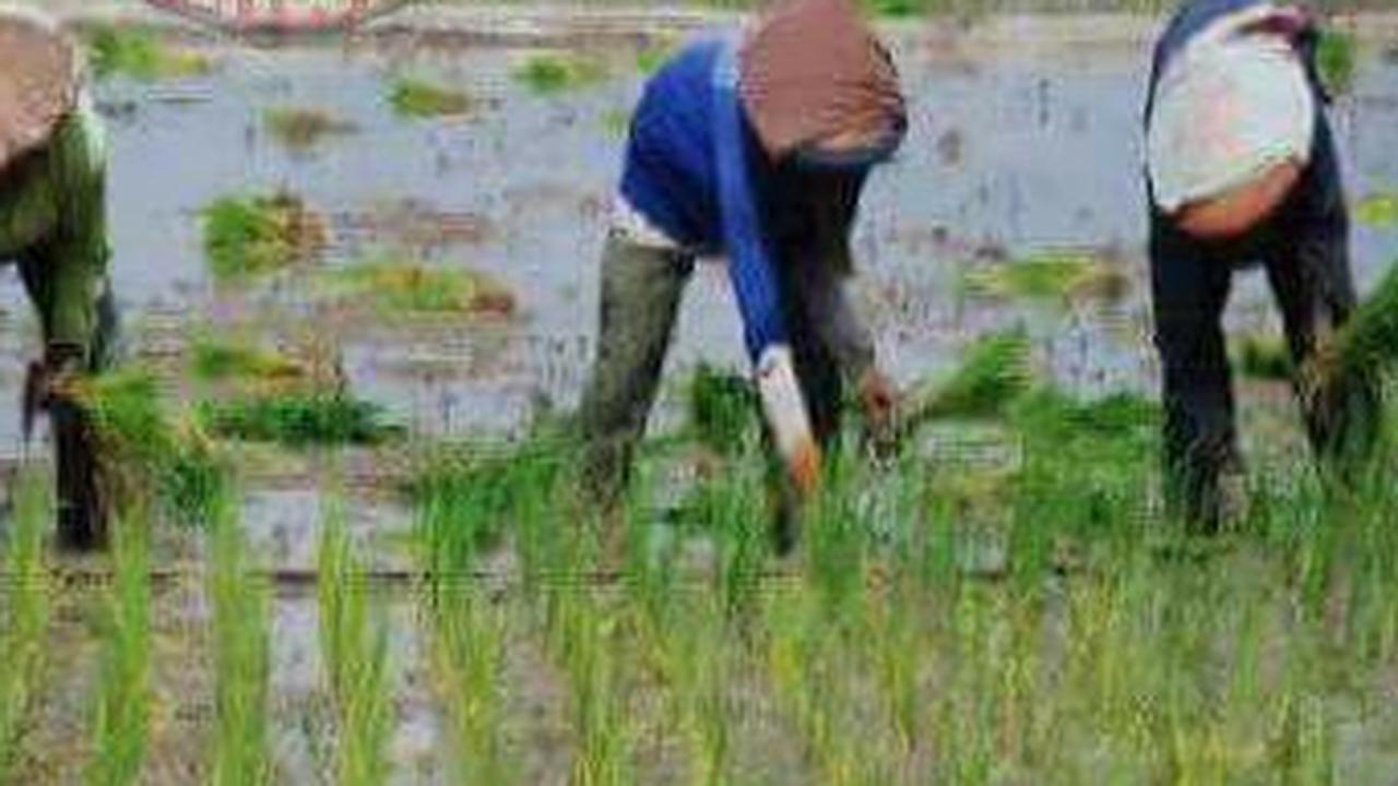 Demi Kejar Target Swasembada Pangan, Kementan Pangkas Rantai Distribusi Pupuk Subsidi
