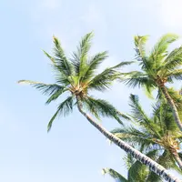 Ilustrasi buku mimpi kelapa/Copyright unsplash/Sebastien Gabriel