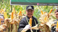 Pj. Bupati garut Barnas Adjidin menunjukan salah satu tandang jagung hibrida dalam kegiatan Panen Raya jagung hibrida di Kecamatan Limbangan, Garut. (Liputan6.com/Jayadi Supriadin)