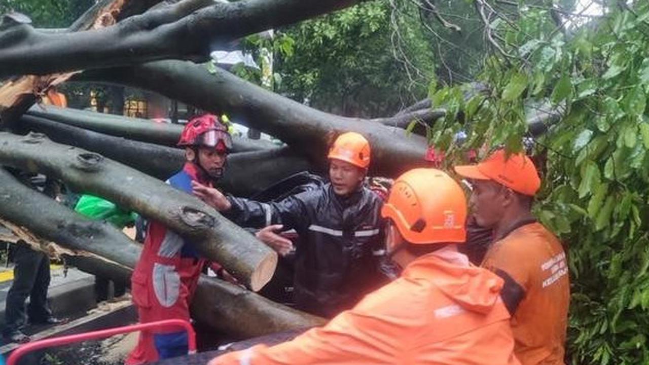 Cegah Pohon Tumbang, Pemprov DKI Gencarkan Peremajaan Pohon Tua di Jakarta