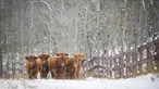 Sapi dataran tinggi merumput saat salju turun dekat Cremona di Alberta, Canada, Minggu (18/10/2020). Suhu yang sangat dingin diperkirakan akan terus berlanjut dengan lebih banyak salju di beberapa bagian Alberta minggu ini. (Jeff McIntosh/The Canadian Press via AP)