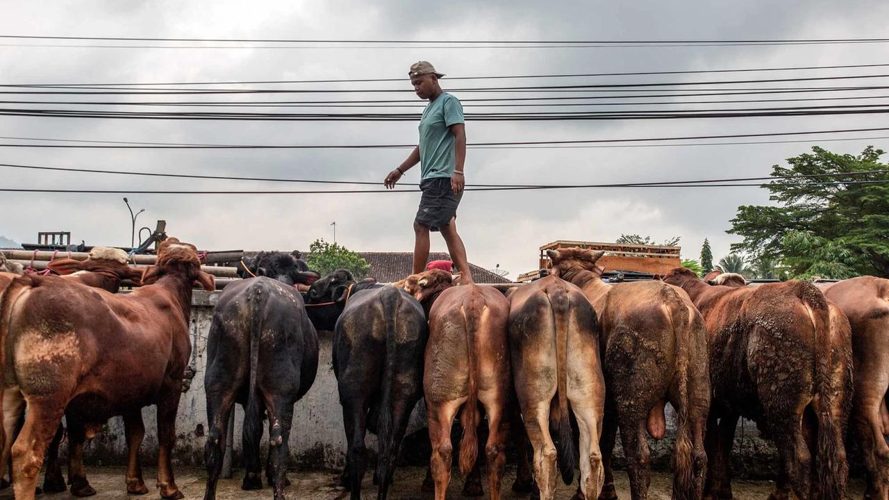 FOTO: Pasar Hewan Ternak Ambarawa Ramai Jelang Idul Adha