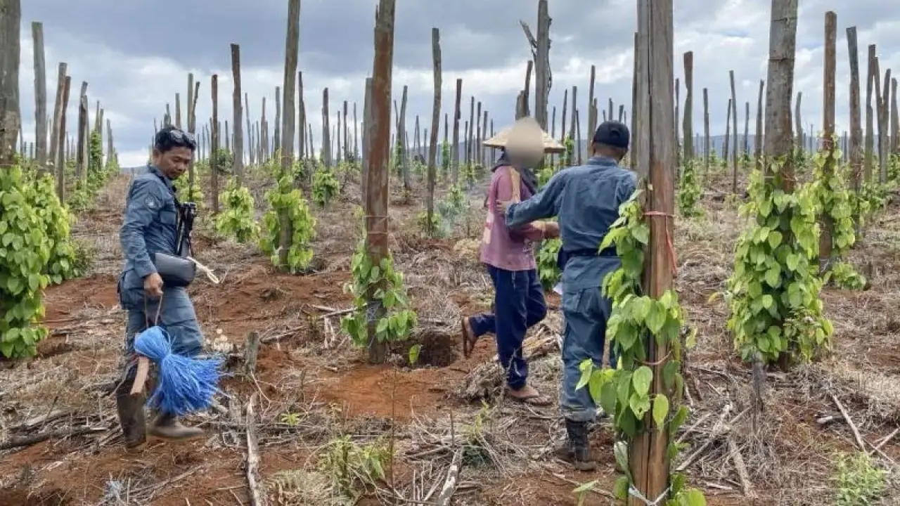 Kemenhut Bongkar Modus Jual Beli Kawasan Hutan Lindung di Luwu Timur, 3 Tersangka Ditangkap