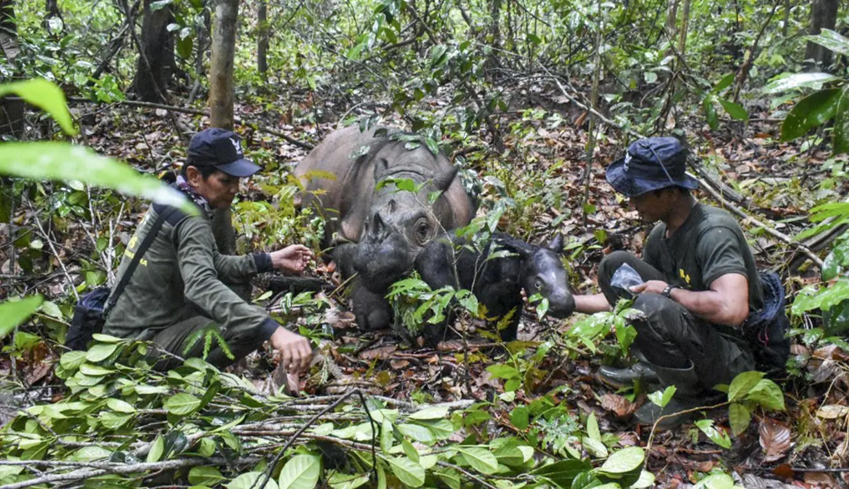 Menteri Lingkungan Hidup dan Kehutanan (LHK) Siti Nurbaya menyatakan, dari upaya pengembangbiakan semi alami yang dilakukan, saat ini Taman Nasional Way Kambas sukses menghasilkan lima individu badak sumatera yang lahir, yaitu Andatu (2012), Delilah (2016), Sedah Mirah (2022), anak ketiga dari Ratu-Andalas (30 September 2023) dan anak dari Delilah-Harapan (25 November 2023). (Handout/Indonesian Ministry of Environment and Forestry/AFP)
