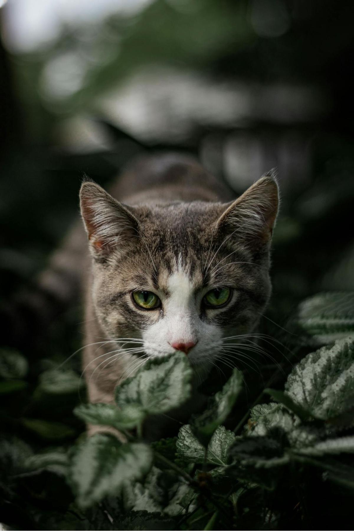 Kucing Berburu
