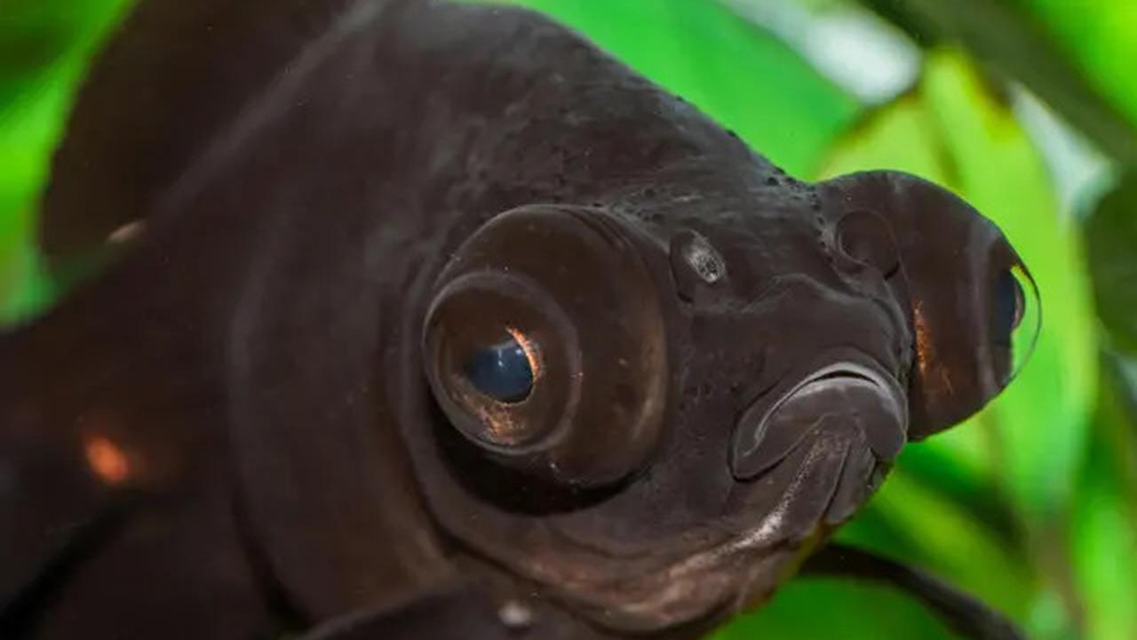 8 Ikan Ini Dipercaya Bawa Keberuntungan dan Rezeki, Cocok Dipelihara di Rumah