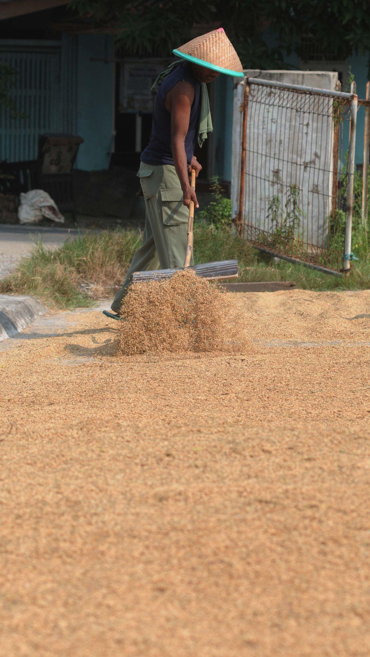 Petani menjemur gabah kering pada sebuah tempat&nbsp;penggilingan padi Kabupaten Bekasi, Jawa Barat, Selasa (7/5/2024).&nbsp;Merdeka.com/Imam Buhori