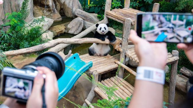Panda raksasa Yi Yi jadi objek foto pengunjung Kebun Binatang Nasional Malaysia, Selasa (14/1/2020). Orangtua Yi Yi, Xing Xing dan Liang Liang, tiba di Malaysia pada tahun 2014 lalu. (Xinhua/Zhu Wei)