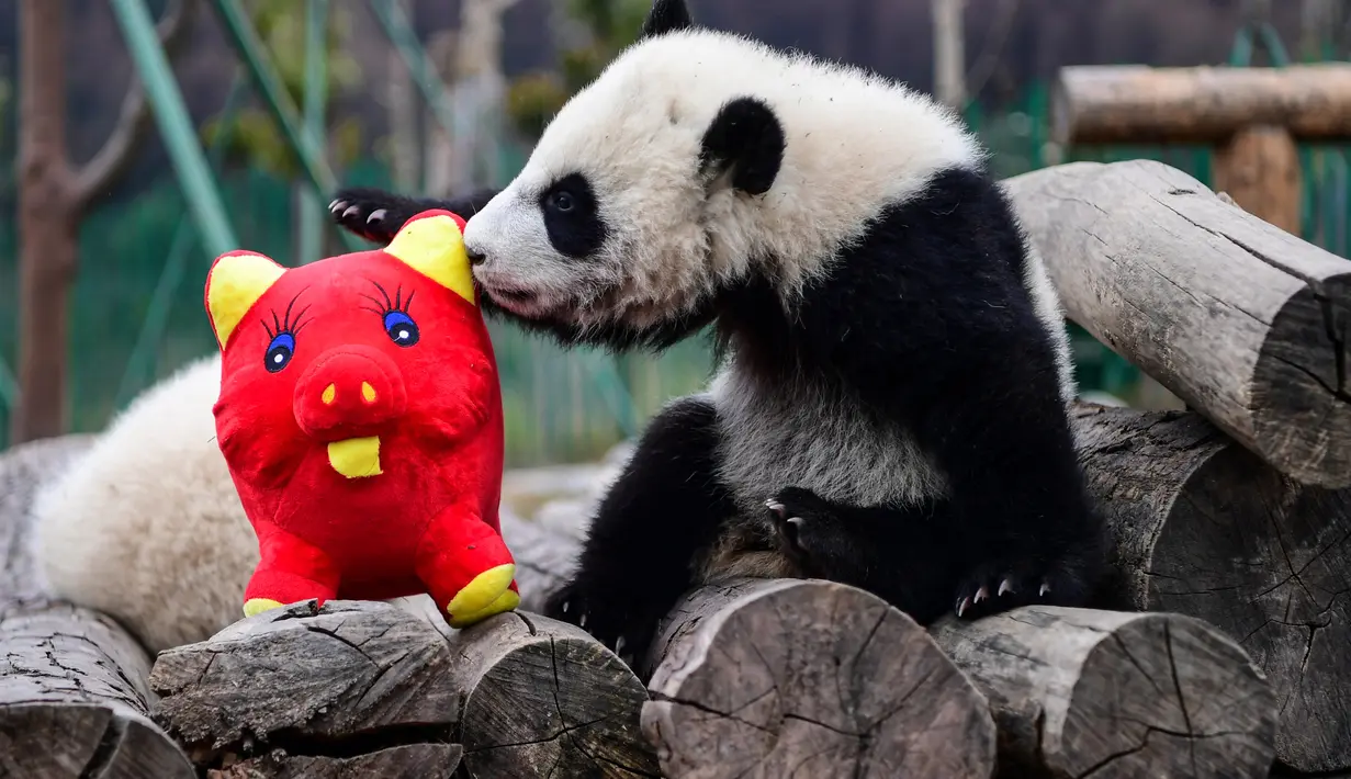 Seekor panda bermain dengan boneka babi di kandangnya menjelang  Tahun Baru Imlek,di provinsi Sichuan, China, 31 Januari 2019. Sebelas anak panda yang lahir tahun 2018 diperlihatkan kepada publik untuk menyambut Imlek pada 5 Februari. (STR/AFP)