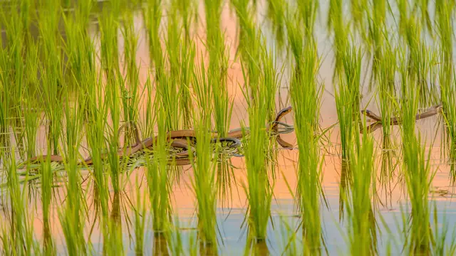 Ilustrasi ular di sawah (Foto: Reve Art AI)