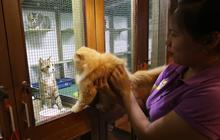 Tempat Penitipan Kucing Mulai Ramai Jelang Lebaran