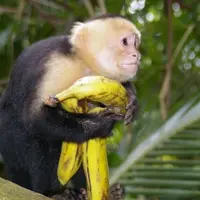 Ternyata cara mengupas pisang bangsa manusia selama ini salah. Kalah sama monyet.