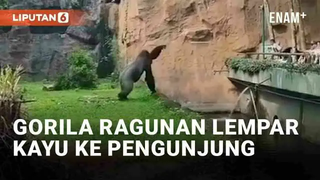 Media sosial dihebohkan oleh aksi brutal seekor gorila di Taman Margasatwa Ragunan, Jakarta. Gorila bernama Komu tersebut terekam melempari pengunjung dengan kayu pada Selasa (25/12/2023). Saat kejadian, area kandang gorila tengah ramai pengunjung.