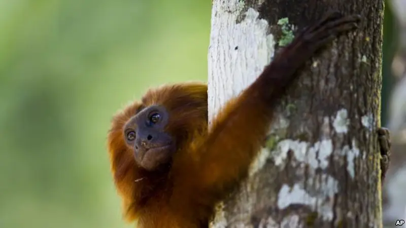 Tamarin singa emas (AP PHOTO via VOA Indonesia)