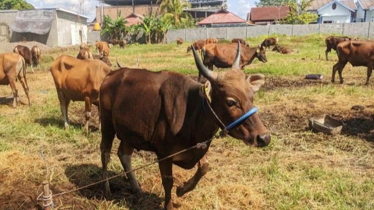 Cara Jitu Memilih Hewan Kurban Idul Adha yang Sehat & Sesuai Syariat Islam