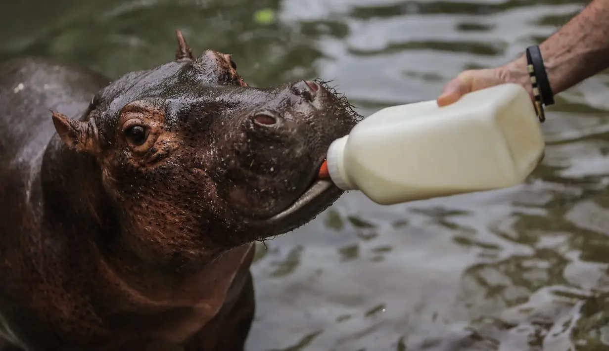 Dokter hewan Nikaragua Eduardo Sacasa memberi makan Fatima di sebuah kolam di Kebun Binatang Masaya, Nikaragua (6/9/2019). Fatima, bayi kuda nil berusia dua setengah tahun, ini diselamatkan dari sirkus. (AFP Photo/Inti Ocon)