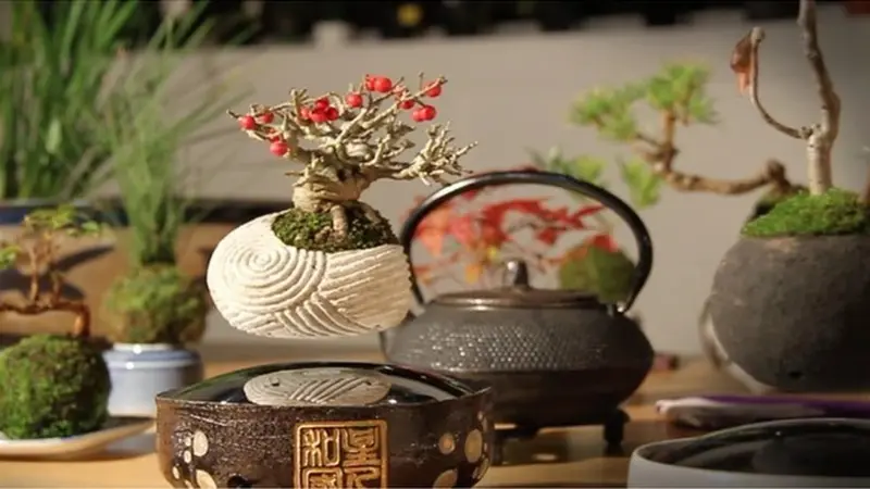 Bonsai Terbang, Trend Baru di Jepang