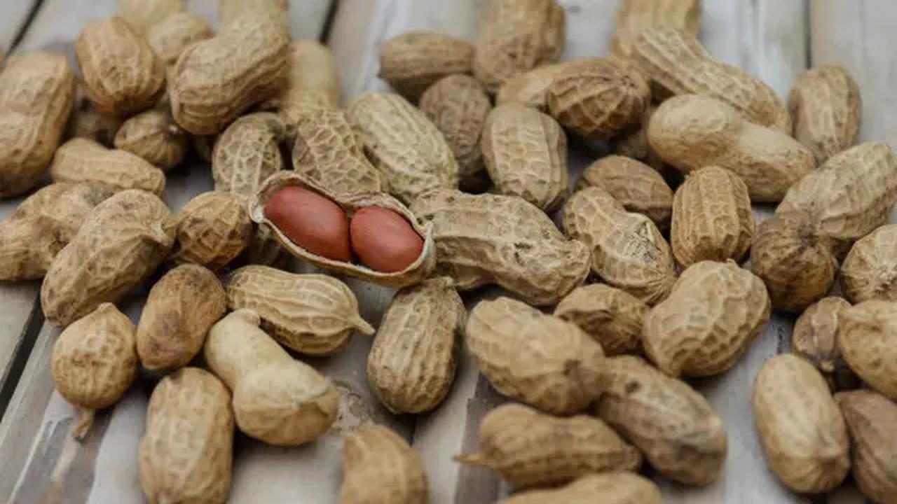 Cara Menyimpan Kacang Tanah Agar Tahan Berbulan-Bulan Seperti Baru Dipanen