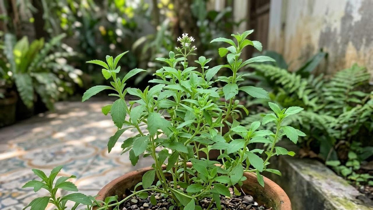Cara Memperbanyak Tanaman Stevia di Rumah dengan Stek Batang