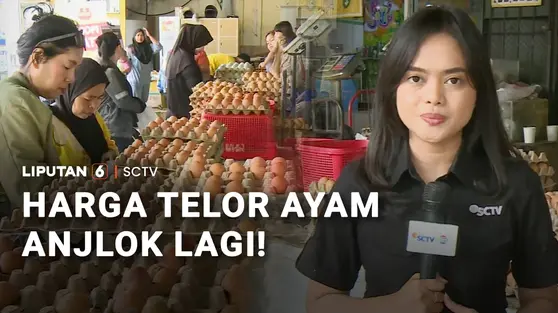 MBG Setop saat Libur Sekolah, Harga Telur Ayam Anjlok Lagi