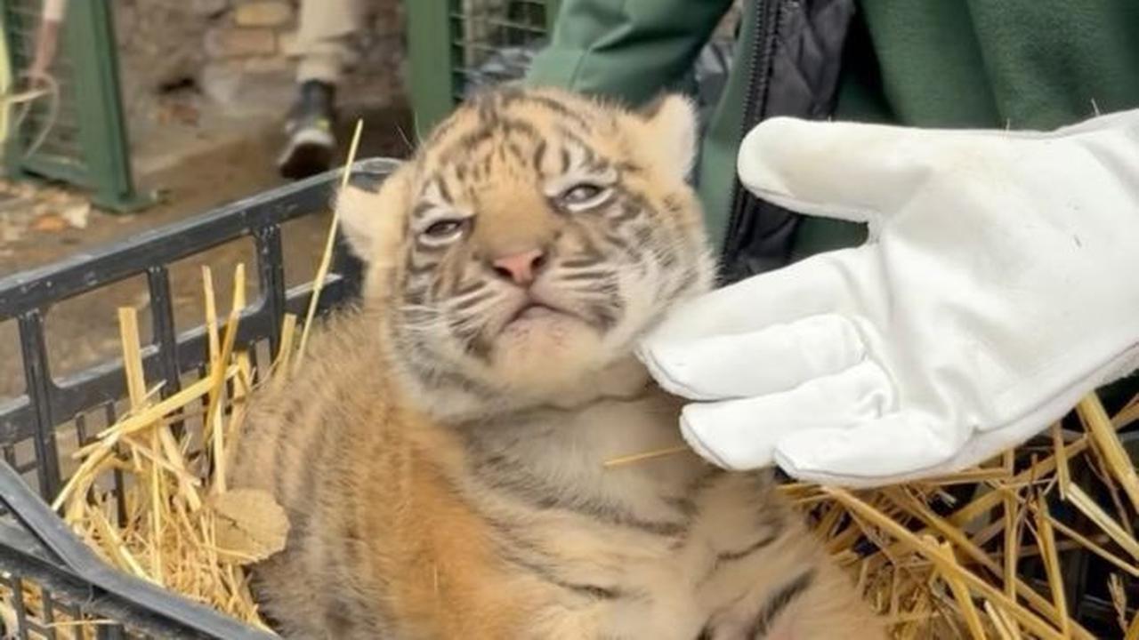 Harimau Sumatra bernama Terima Kashi