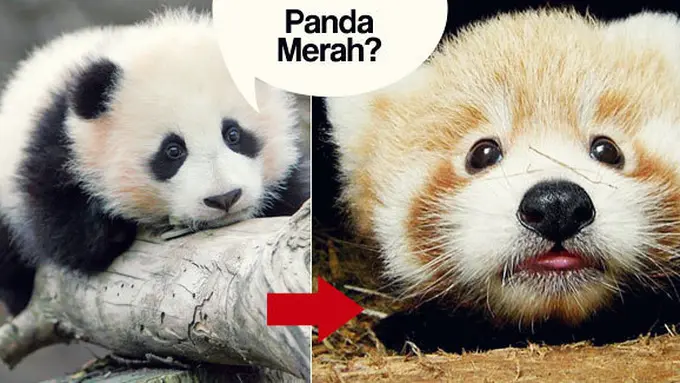 Foto Berbagai Sumber